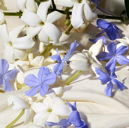 Dolce &Gabbana Dolce Blue Jasmine Eau de Parfum 1.0 oz