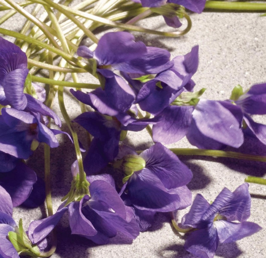 Dolce&Gabbana Dolce Violet Eau de Toilette 1.7 oz