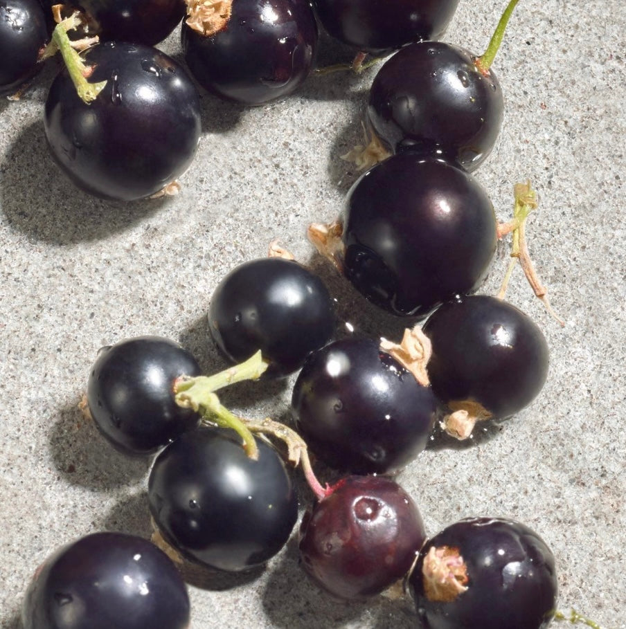 Dolce&Gabbana Dolce Violet Eau de Toilette 1.7 oz